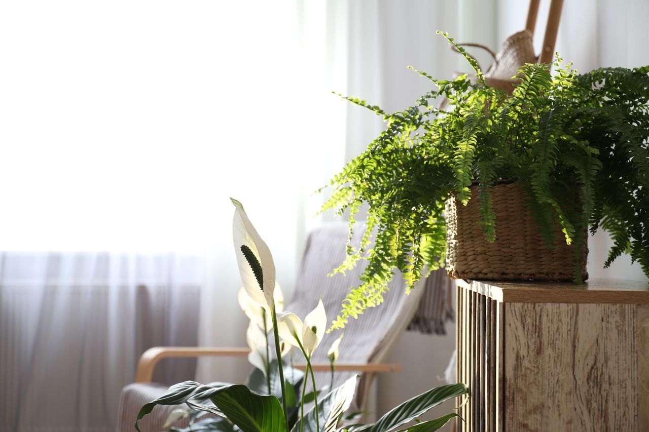 Plantes en pot près de la fenêtre